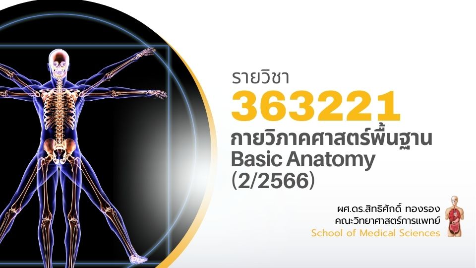 363221[2] - กายวิภาคศาสตร์พื้นฐาน (2/2566)