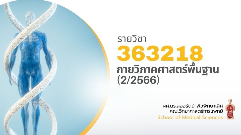 363218[1] - กายวิภาคศาสตร์พื้นฐาน (2/2566)