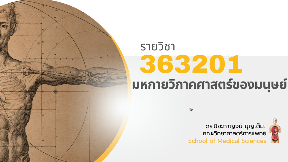 363201[2] - มหกายวิภาคศาสตร์ของมนุษย์ (2/2567)