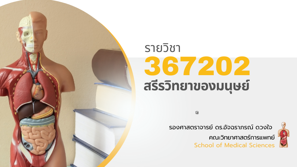 367202[2] - สรีรวิทยาของมนุษย์ (2/2567)