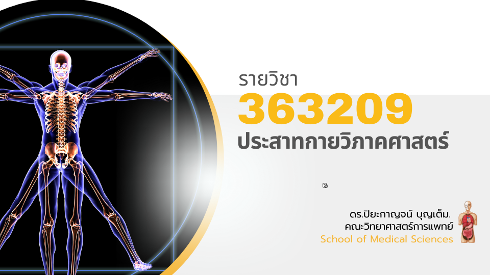 363209[1] - ประสาทกายวิภาคศาสตร์ (2/2567)