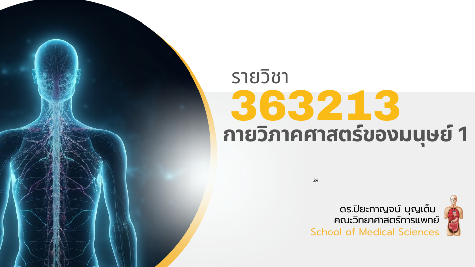 363213[1] - กายวิภาคศาสตร์ของมนุษย์ 1 (2/2567)