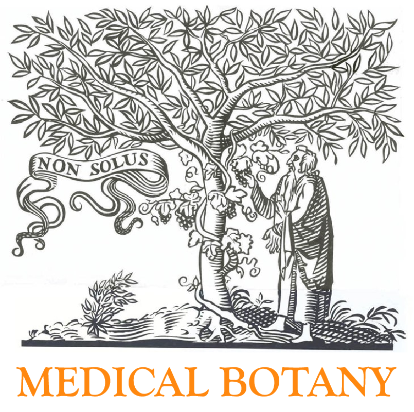 341211[1] - พฤกษศาสตร์การแพทย์ (2/2568)